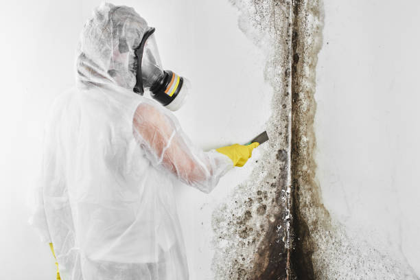 Best Black Mold Removal  in Twentynine Palms, CA