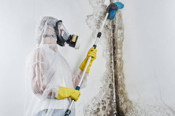 Crawl Space Mold Removal in Twentynine Palms, CA