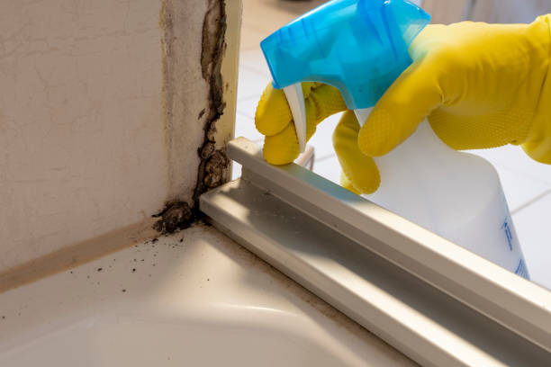 Best Mold Damage Repair  in Twentynine Palms, CA