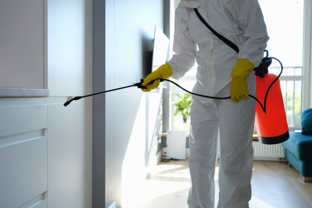 Twentynine Palms, CA Mold Removal Company