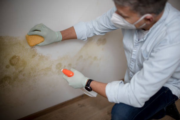 Office Mold Removal Services in Twentynine Palms, CA