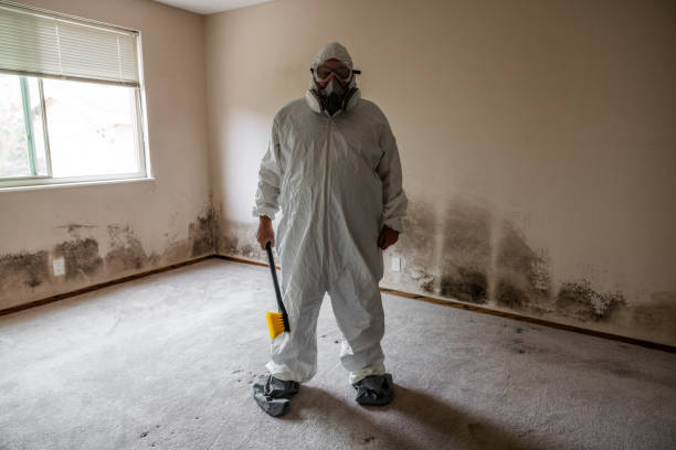 Best Residential Mold Removal  in Twentynine Palms, CA