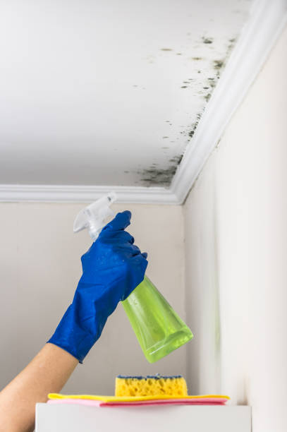 Best Mold Cleaning Services  in Twentynine Palms, CA